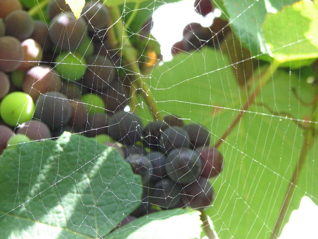 Виноград в паутинке