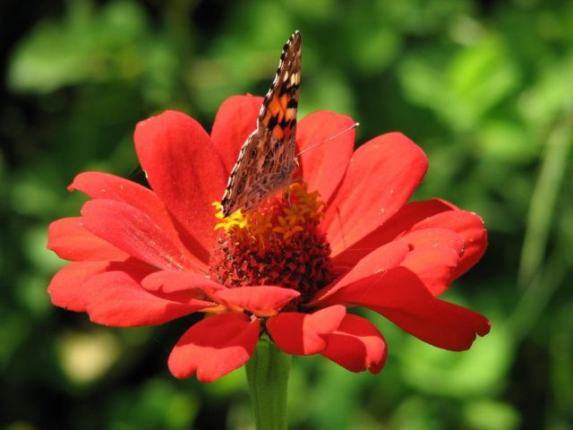 Бабочка на цветке