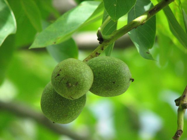 Грецкий орех