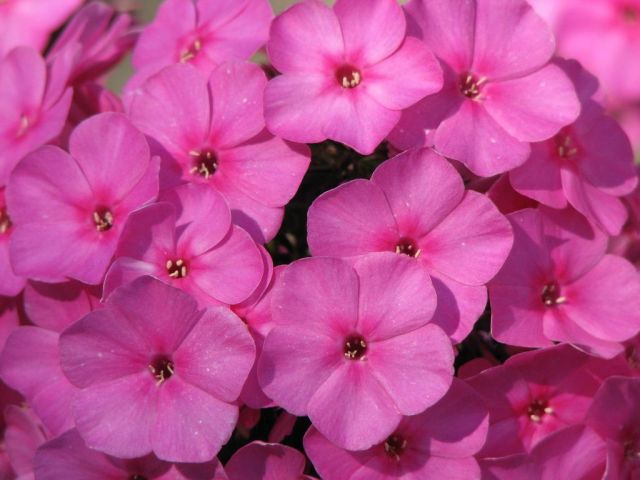 Розовые флоксы