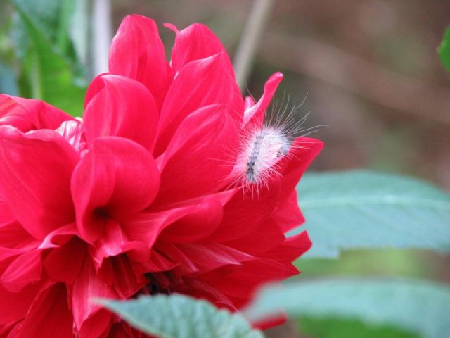 Гусеничка на георгине