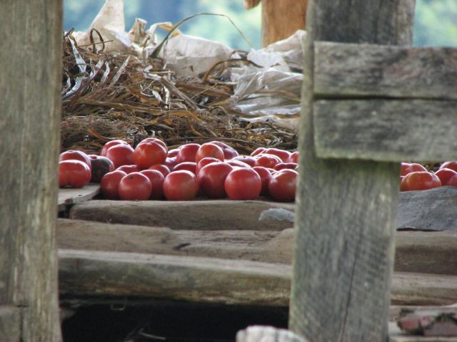 Помидоры. Очень вкусные!