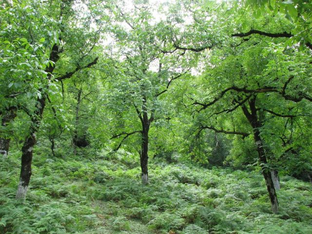 Заповедный лес