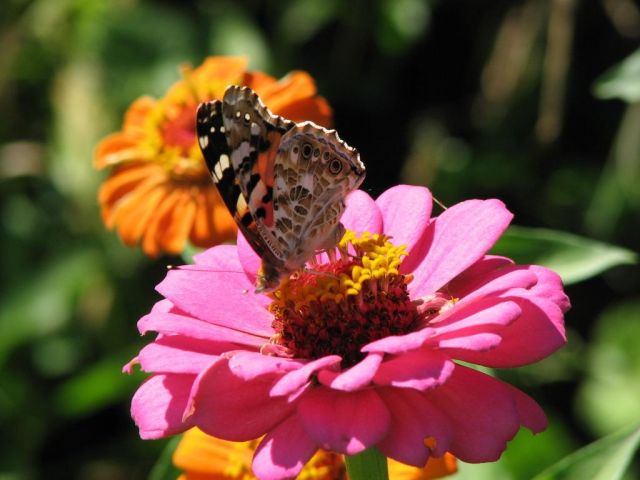 Бабочка на цветке