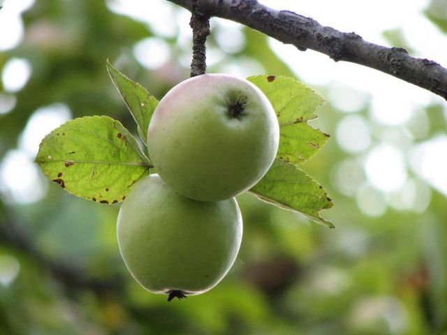 Зелёные яблочки