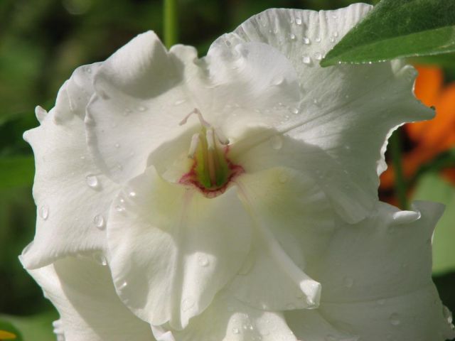 Белый гладиолус