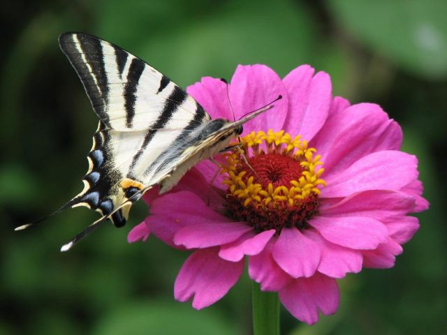 Бабочка на цветке