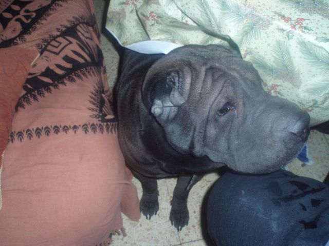 safari,new year 108.jpg