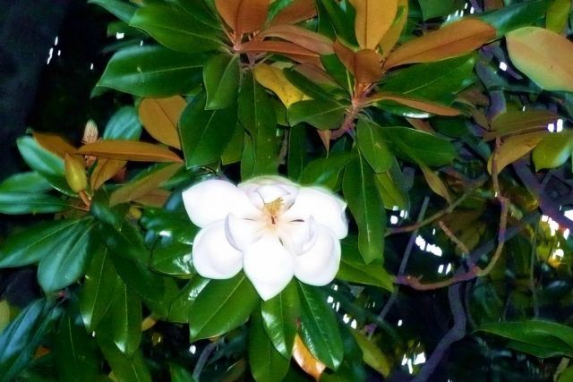 В стране магнолий