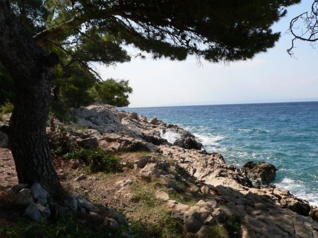 Море и сосны