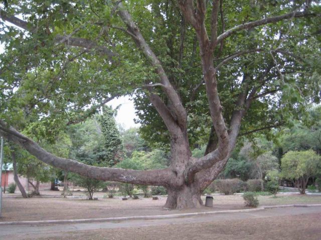 Платан любви (Алушта)