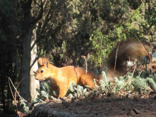 местная крымская белка