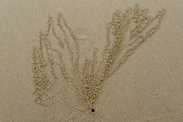 Рисунок на песке(художник краб)