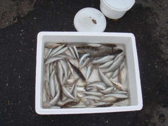 Стамбульская рыбка. ну не прелесть?!