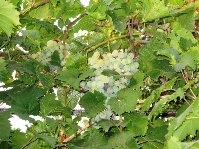Виноград