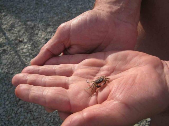 Краб-паучок