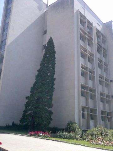 "Пизанский" кедр