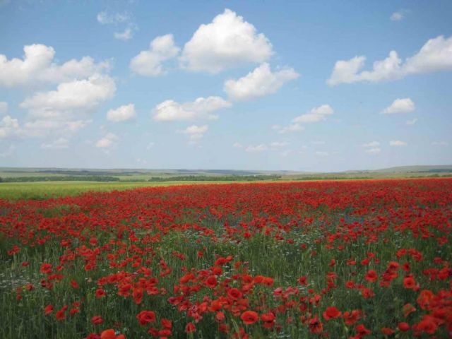 Маковое поле