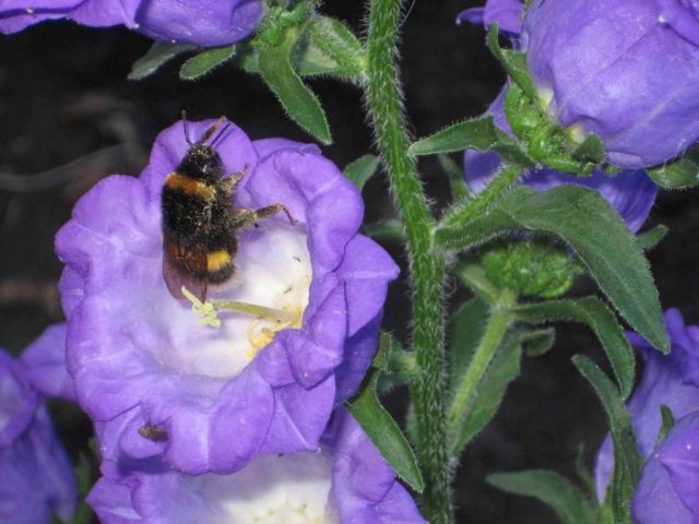 Мохнатый шмель