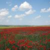 Маковое поле
