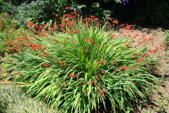 Ботанический сад