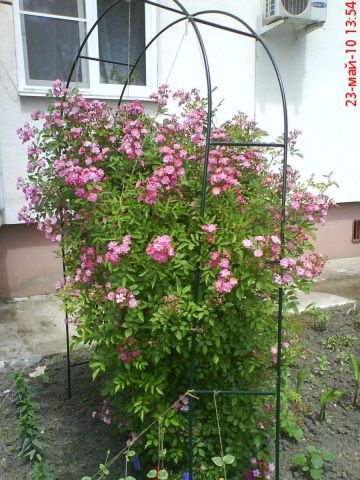 воспоминания о Батуми