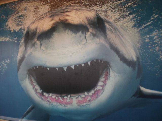 Милая рыбонька