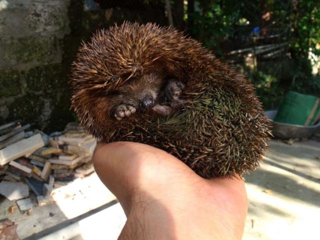 Это мой Чижик