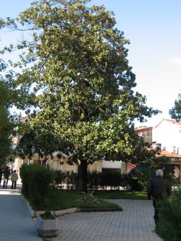 Магнолия,посаженная И.Айвазовским в 1898г.