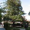 Магнолия,посаженная И.Айвазовским в 1898г.