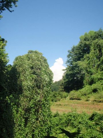 Батумская природа