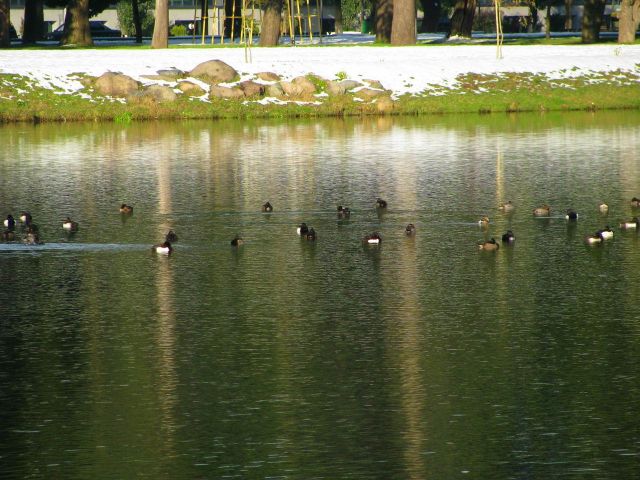 Зима в парке