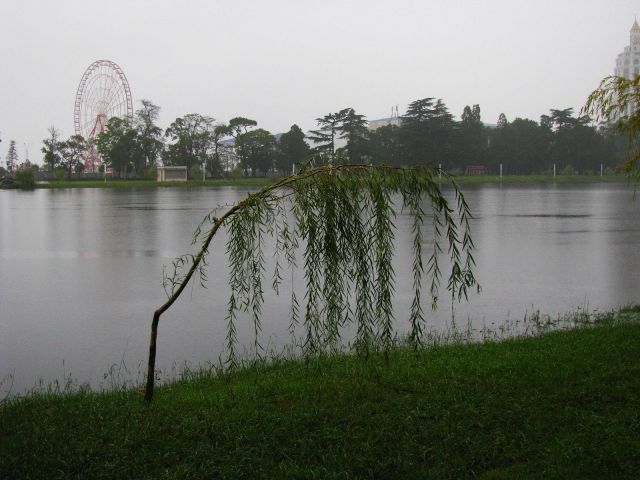 Плакучая ива