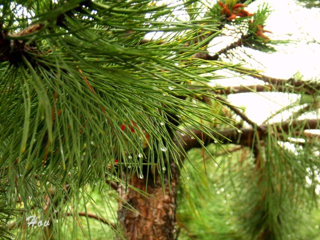 После дождя