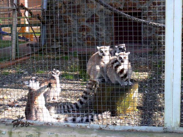 Лемуры греются