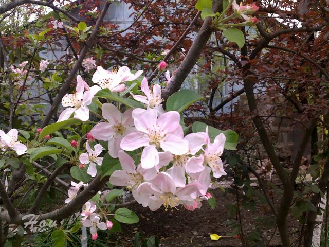 Цветы яблони