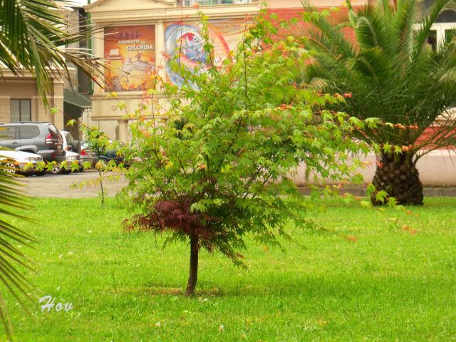 Китайский клён