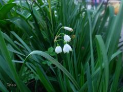 Колокольчики